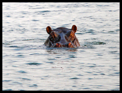hippopotame